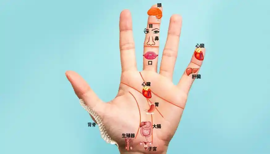 今日温度:左手掌上的穴位就是全身器官的缩图.