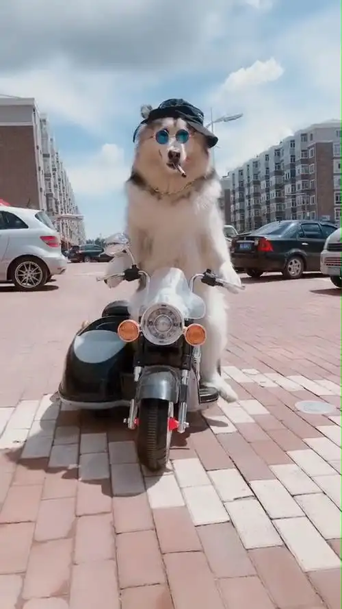 哈士奇骑摩托车撩妹头戴墨镜嘴叼香烟一看就是黑社会老大