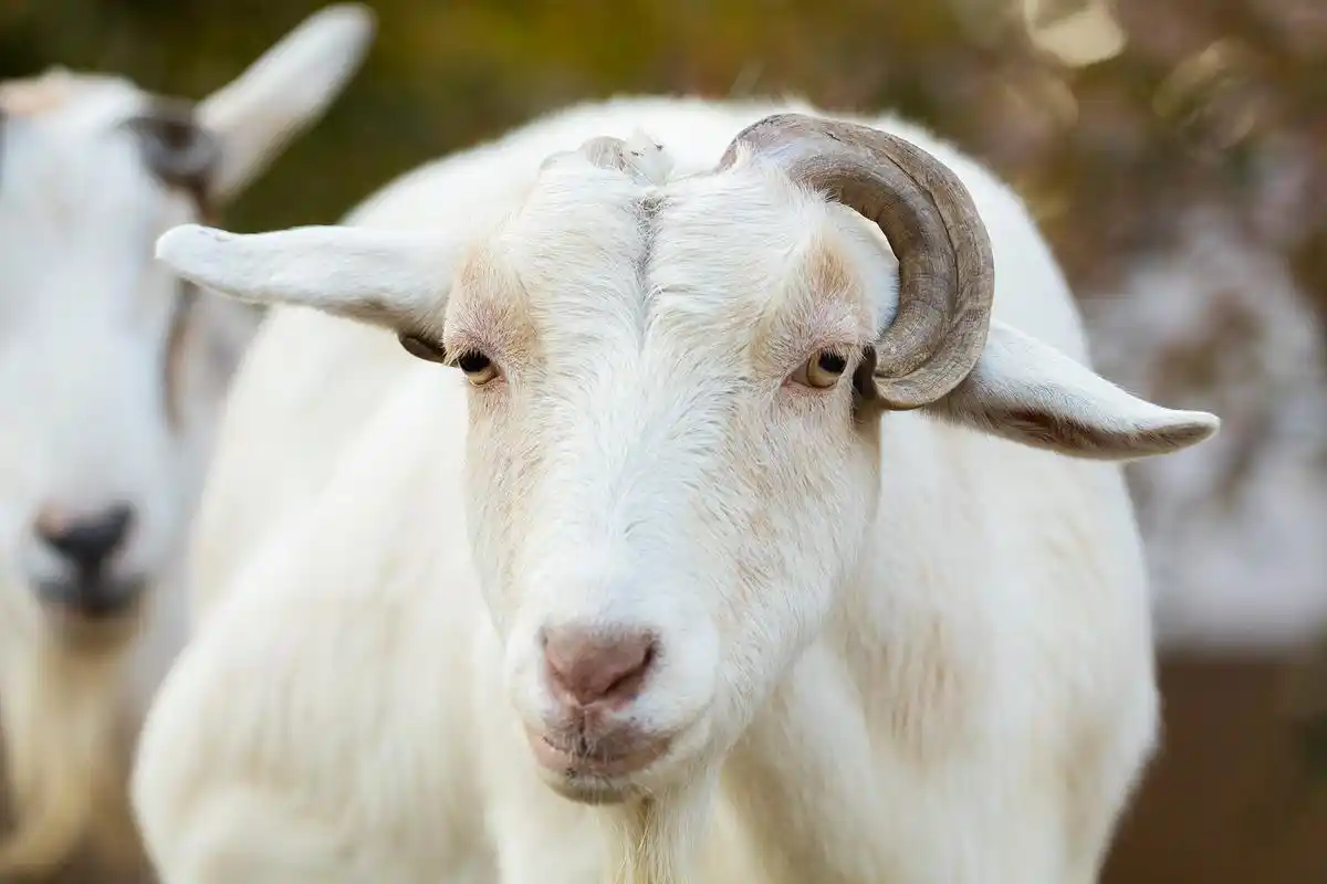 查看大图(源图)|  点击:0| 创建者:酷帅的exo山羊高清