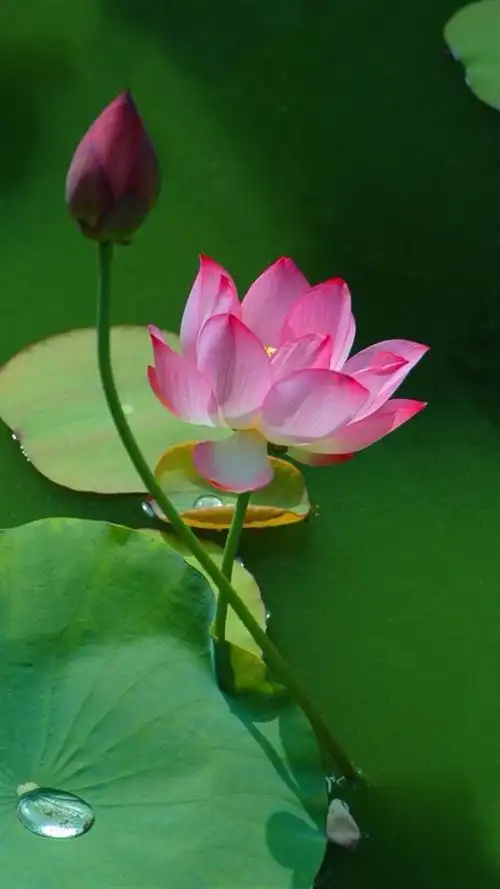 莲花开,高清图片,手机锁屏桌面-壁纸族