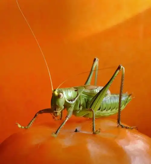 冬季里的鸣虫蝈蝈