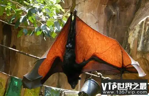 世界上最大的蝙蝠 被认为吸血鬼化身