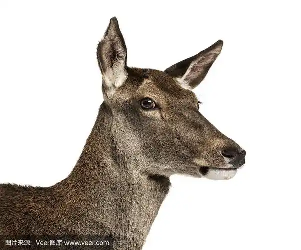 雌马鹿的特写