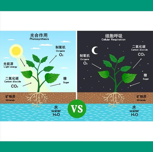 m769植物白天夜晚上光合作用细胞呼吸循环分析图贴纸海报印制2626