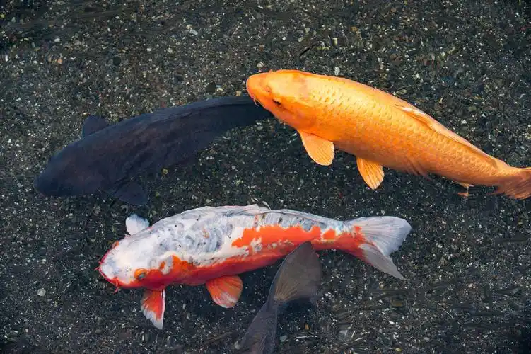 【首发】和服秒变欧吉桑;但以贱萌独得世人宠爱;翡翠山翡翠号