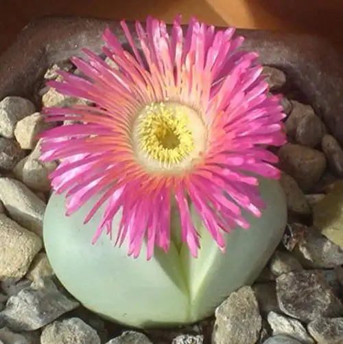 石头开花千年一见太美啦