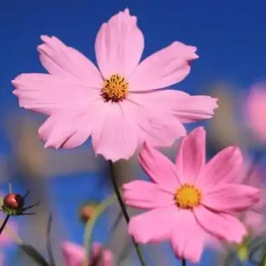 花朵风景头像图片这个月给你带来好心情
