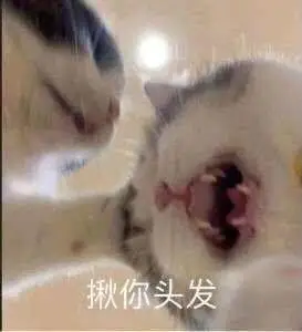 揪你头发(猫咪表情包)_头发_猫咪表情
