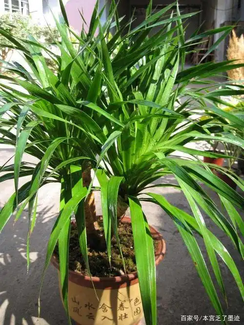 龙须兰是一种受欢迎的盆栽植物,那么我们如何管护才能获得成功呢