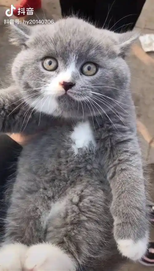 猫一只丑萌的蓝白