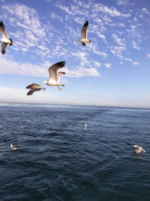 海鸥 游船与大海