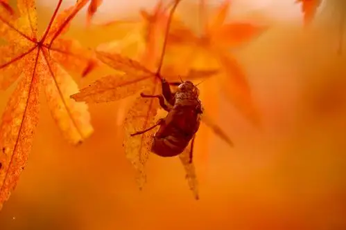 鹞落坪---醉美红叶