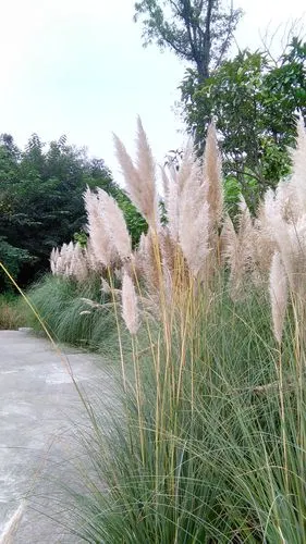 辉映两岸的翠竹,绿柳,麻柳,香樟,银杏,梧桐,巴茅草,芦苇,格桑花,各色