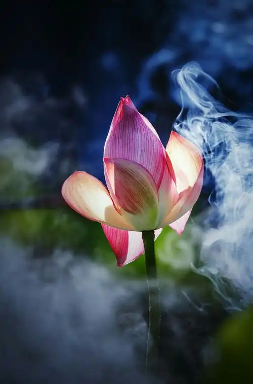 不光想像荷花一样出污泥而不染,更想修身修心修性直奔西方极乐世界