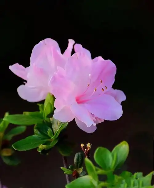 姹紫嫣红杜鹃花(皋月杜鹃五彩夏鹃品种图片) - 彝家农业网