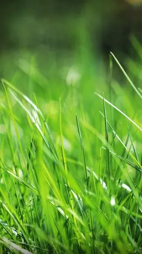 绿草,夏天 iphone 壁纸