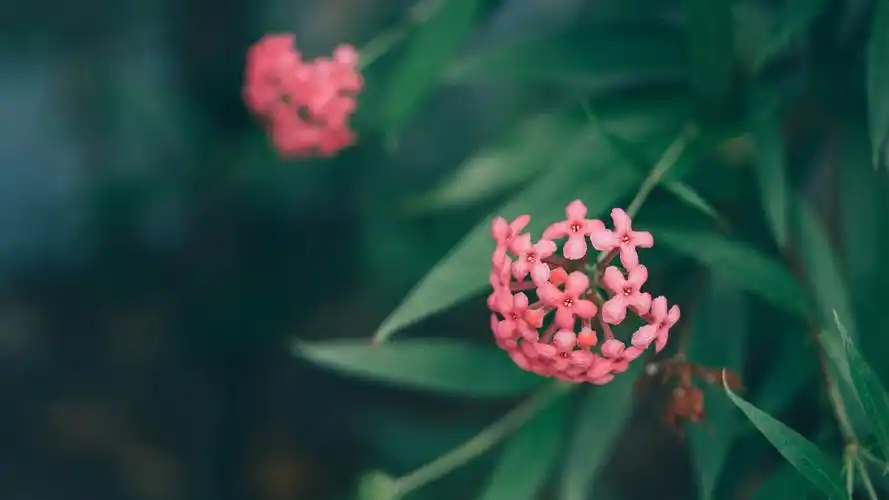 图片素材 植物花卉 > 绿色护眼植物摄影电脑壁纸(8) 时间: 2017-11-18