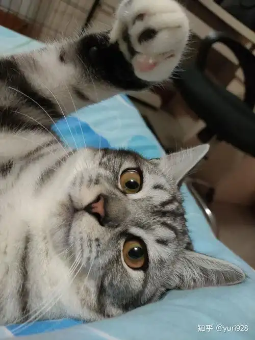 能给我看看英短和美短串的样子嘛