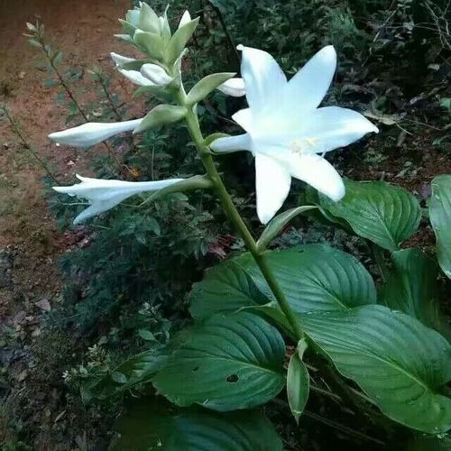 纯野生白玉簪纯白色花盆栽植物绿植盆栽