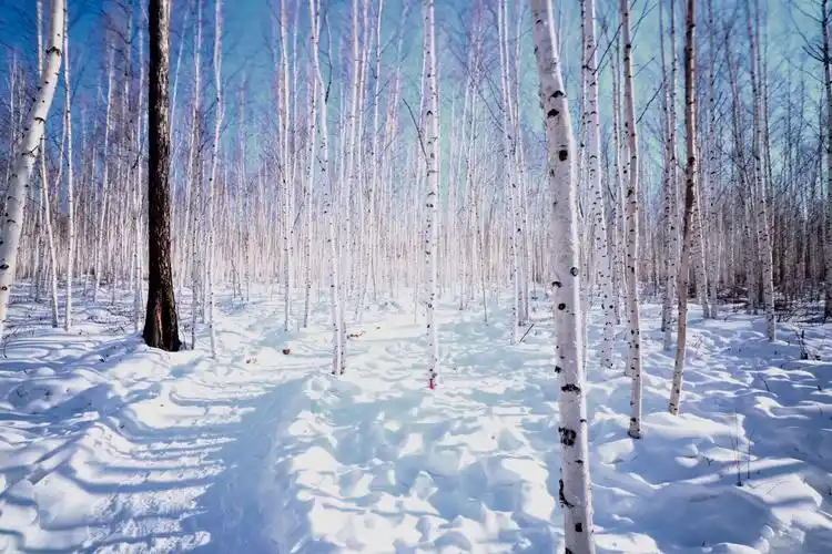 美丽的东北小镇图强镇的白桦林!