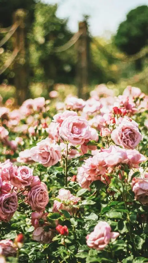 ins风浪漫玫瑰花高清写真,高清图片,手机锁屏桌面-壁纸族