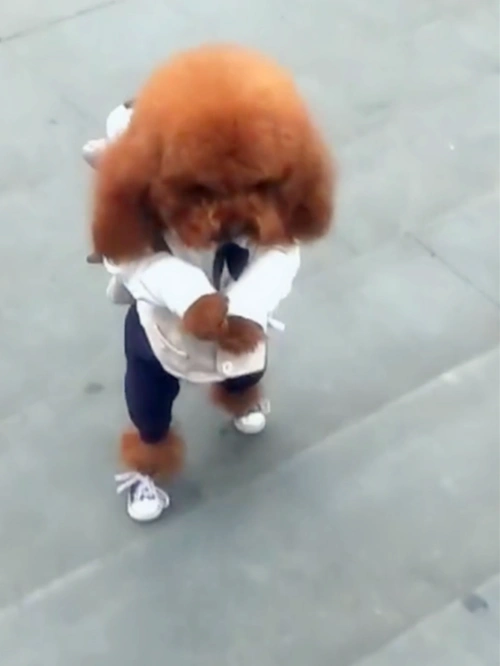 神了重庆街头现人形犬背着书包走路