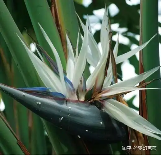 识别旅人蕉科花草绿植白花天堂鸟别名尼古拉鹤望兰