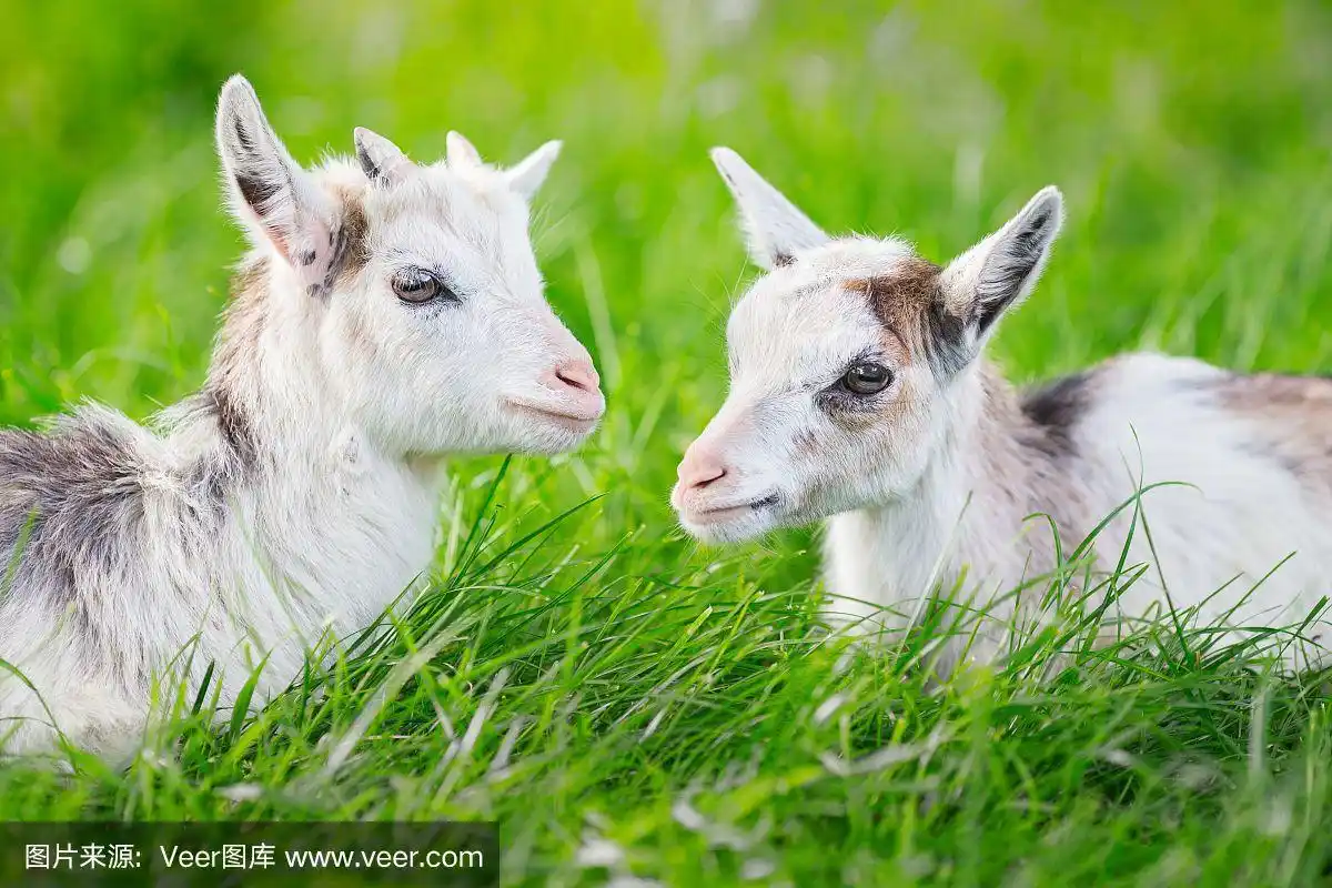 两只山羊躺在草地上