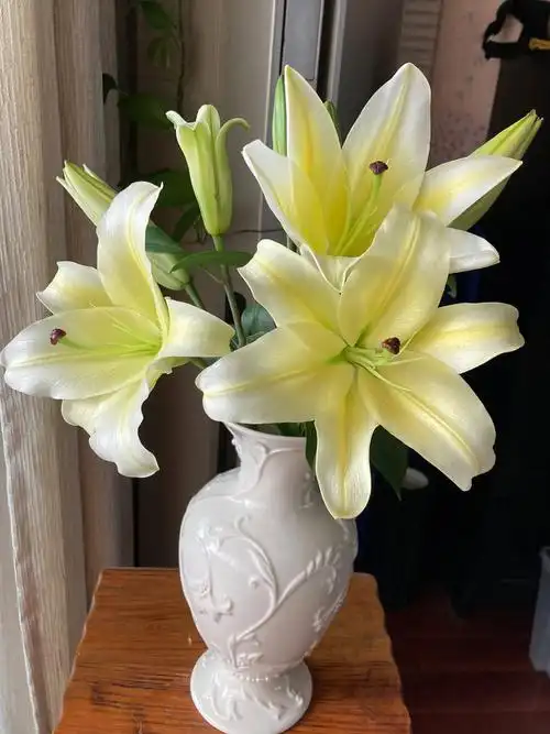 黄天霸香水百合