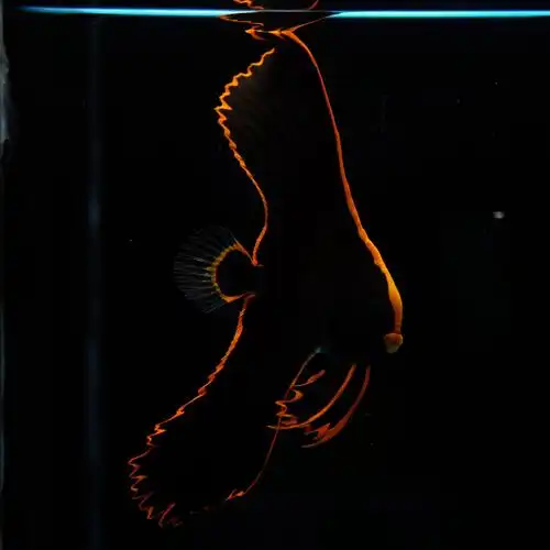 蝙蝠金边人工红缘蝠鱼海水观赏鱼鱼