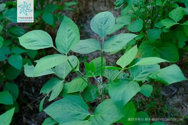 大豆的叶(图片来源:中国植物图像库)