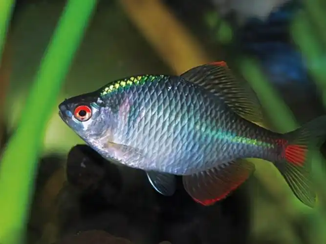 鳑鲏鱼最大能长多大鳑鲏被称为中国彩虹