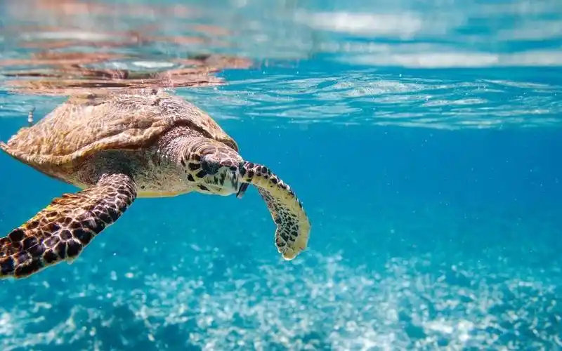 探索奇妙的海底世界,动物-回车桌面