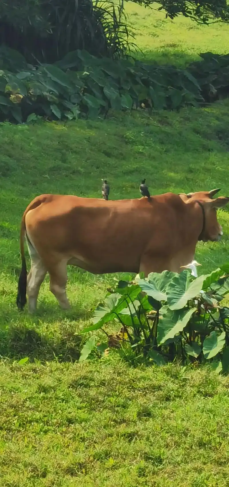 牛背上的鸟寓意着自由,力量,勇猛,胜利.鸟喜欢站在牛背上,寻 - 抖音