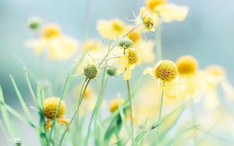 小清新的壁纸-2