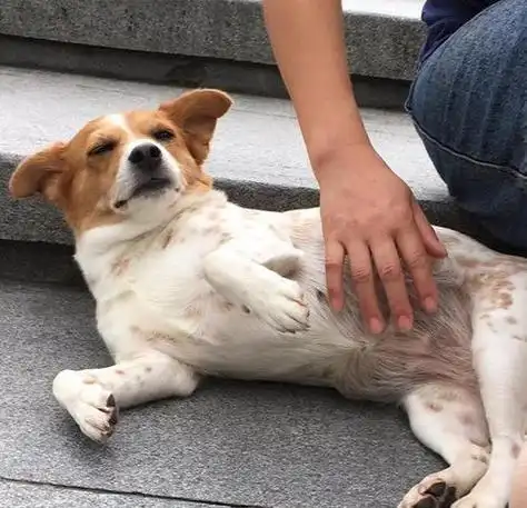 狗狗露肚子,就是喜欢你?别再自作多情了