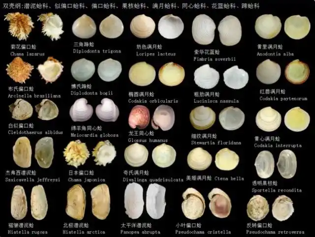 贝壳图鉴 - 美篇