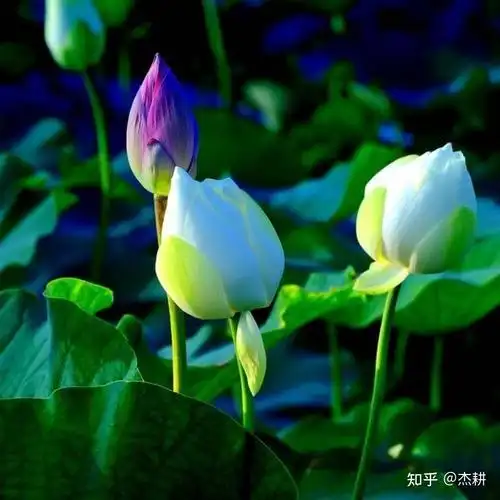 最美风景头像 :20张 - 知乎