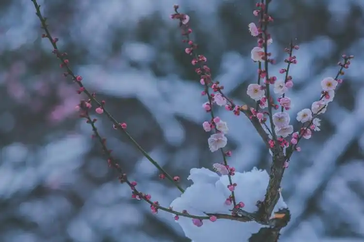 雪似梅花 梅花似雪_生态_poco摄影,年·元素,遇见生活