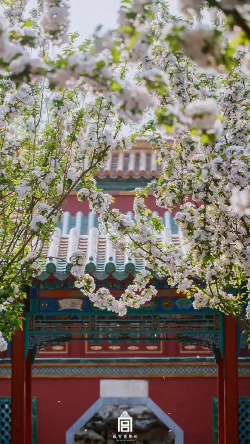 故宫就美成了御花园故宫御花园的美景