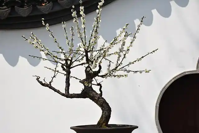 这些年我的那些花儿2