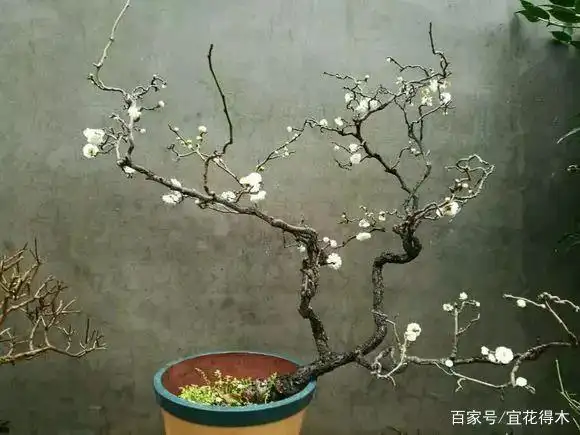 龙游梅的鉴赏以及栽培养护