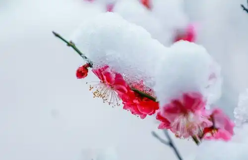 雪中梅花笑迎春