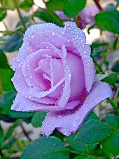 Роза #gif# #鲜花# #玫瑰# 灬铃兰灬采集