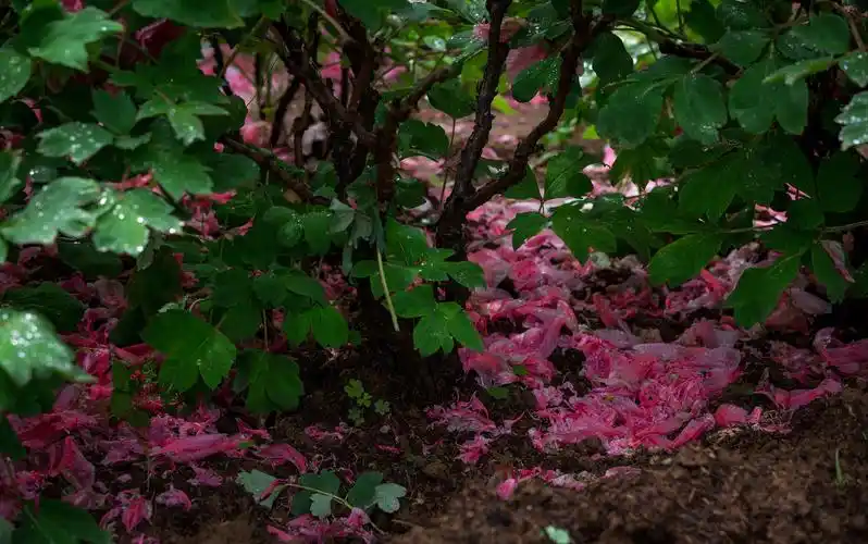 雨中落花美