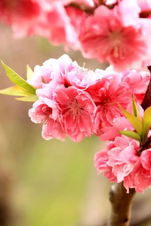 三月桃花开,美醉了!