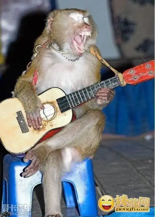 动物们搞笑的图片