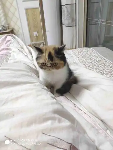 可爱的三色加菲猫,可爱吗?