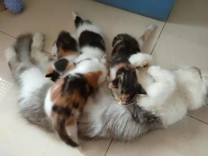 快满月波斯猫bb出嫁了