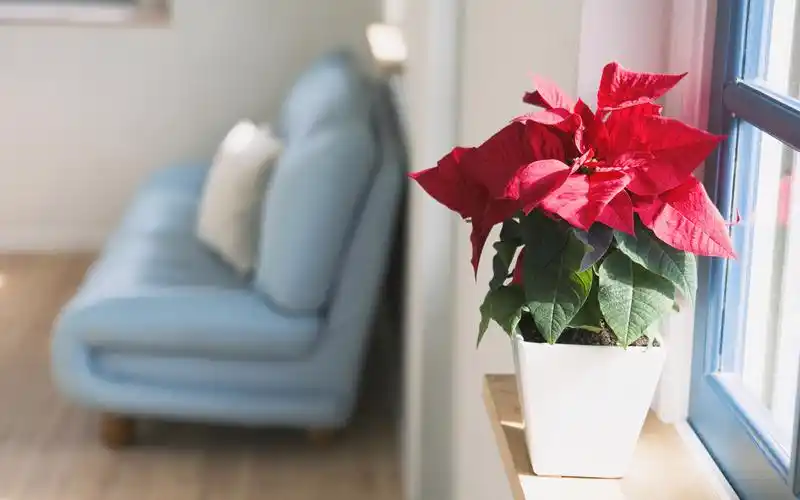 室内小清新盆栽图片桌面壁纸